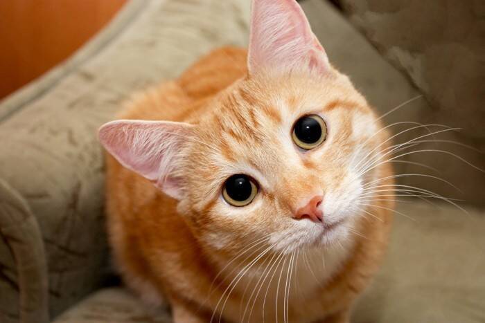 猫が『高い声』で鳴く4つの理由　読み取れる心理や接し方のポイント