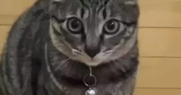 ドライヤーを使っていると、必ず後ろに座って『見つめてくる猫』…可愛すぎる『耳の動き』が64万再生「耳がたまらん」「愛されてるんだねｗ」