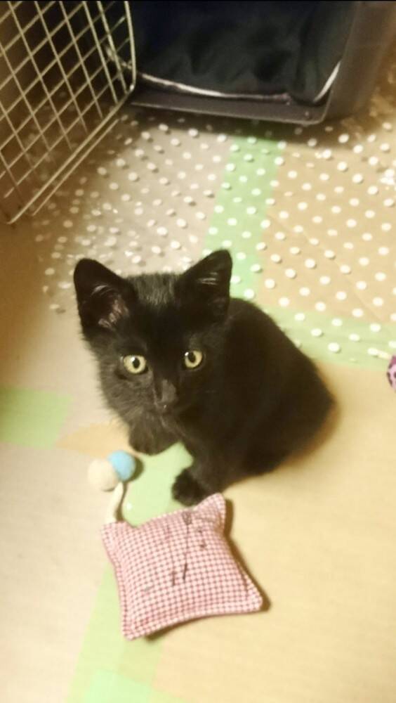 『ダラダラしすぎ』くつろいでいる黒猫を見てみたら…『衝撃の寝相』に爆笑する人続出「幸せの象徴ｗ」「ファスナー見え見えｗ」と42万表示