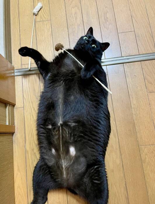 『ダラダラしすぎ』くつろいでいる黒猫を見てみたら…『衝撃の寝相』に爆笑する人続出「幸せの象徴ｗ」「ファスナー見え見えｗ」と42万表示