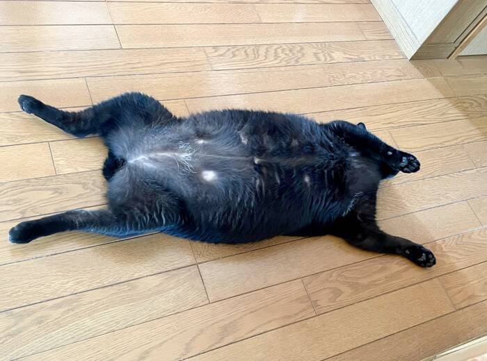 『ダラダラしすぎ』くつろいでいる黒猫を見てみたら…『衝撃の寝相』に爆笑する人続出「幸せの象徴ｗ」「ファスナー見え見えｗ」と42万表示