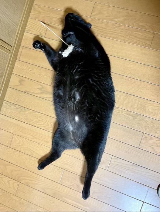 『ダラダラしすぎ』くつろいでいる黒猫を見てみたら…『衝撃の寝相』に爆笑する人続出「幸せの象徴ｗ」「ファスナー見え見えｗ」と42万表示