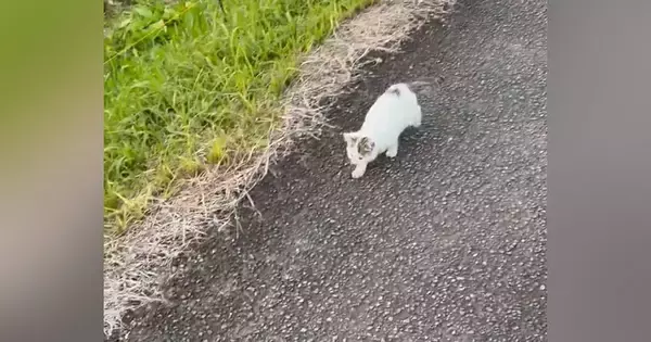 3日前から『鳴きながらさまよう子猫がいる』と情報が入り、探していると…涙せずにはいられない光景が255万表示「よく頑張った」「泣ける」