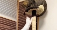 キャットタワーに登っていた子猫が『パンチされそうに』なって…次の瞬間→まさかの展開が224万再生「かっこよすぎ」「まるで映画のワンシーン」