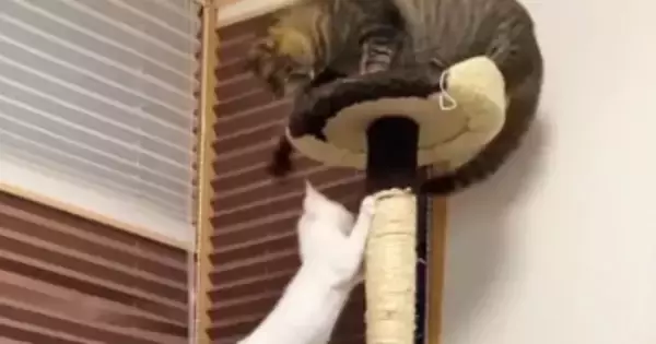 キャットタワーに登っていた子猫が『パンチされそうに』なって…次の瞬間→まさかの展開が224万再生「かっこよすぎ」「まるで映画のワンシーン」