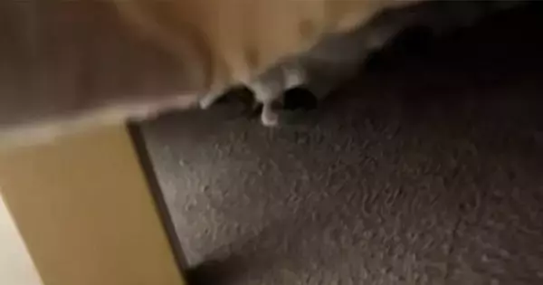 こたつの中を覗いてみたら、猫が…予想外の『くつろぎすぎな光景』が284万再生「丸くならないんだｗ」「全身で味わってるｗ」と爆笑の声続出