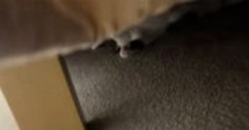 こたつの中を覗いてみたら、猫が…予想外の『くつろぎすぎな光景』が284万再生「丸くならないんだｗ」「全身で味わってるｗ」と爆笑の声続出