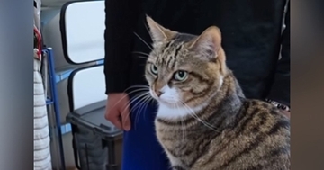 猫を抱っこしたい次男→タイミングを間違えてしまった結果…『爆笑必至のやり取り』が91万再生「めっちゃ面白いｗ」「期待を裏切らないｗ」