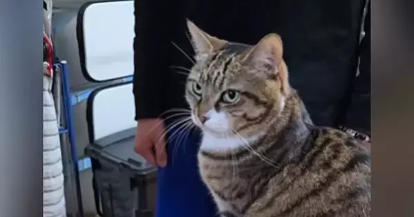 猫を抱っこしたい次男→タイミングを間違えてしまった結果…『爆笑必至のやり取り』が91万再生「めっちゃ面白いｗ」「期待を裏切らないｗ」