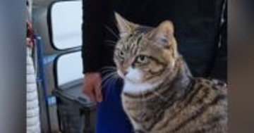 猫を抱っこしたい次男→タイミングを間違えてしまった結果…『爆笑必至のやり取り』が91万再生「めっちゃ面白いｗ」「期待を裏切らないｗ」