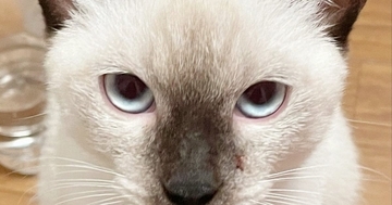 白い見た目から『おもち』と名付けた猫→3年後…まるで『別猫』のような『まさかの光景』が107万表示「餅は焦げるもの」「すごい変化」