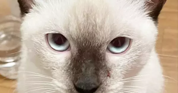 白い見た目から『おもち』と名付けた猫→3年後…まるで『別猫』のような『まさかの光景』が107万表示「餅は焦げるもの」「すごい変化」