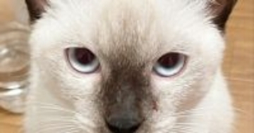 白い見た目から『おもち』と名付けた猫→3年後…まるで『別猫』のような『まさかの光景』が107万表示「餅は焦げるもの」「すごい変化」