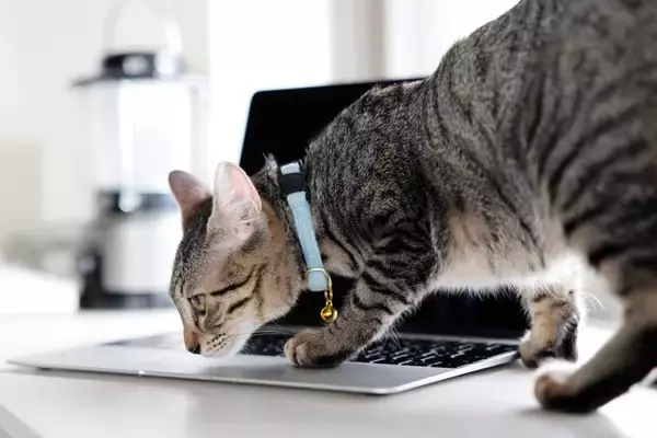 猫が『パソコン』の上に乗りたがる理由3つ　わざと邪魔しているの？対策方法もご紹介