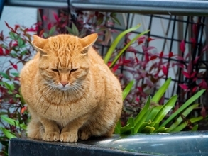 「スーツケースに詰まった愛猫の人生」　捨てられた猫と飼えない家族の「悲しみ」を物語る　カナダ