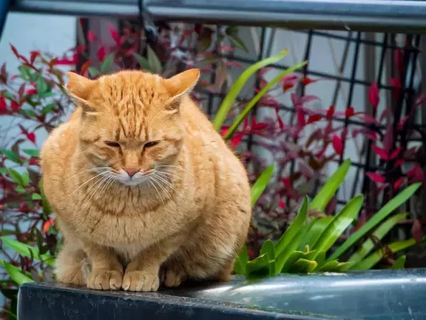 「スーツケースに詰まった愛猫の人生」　捨てられた猫と飼えない家族の「悲しみ」を物語る　カナダ