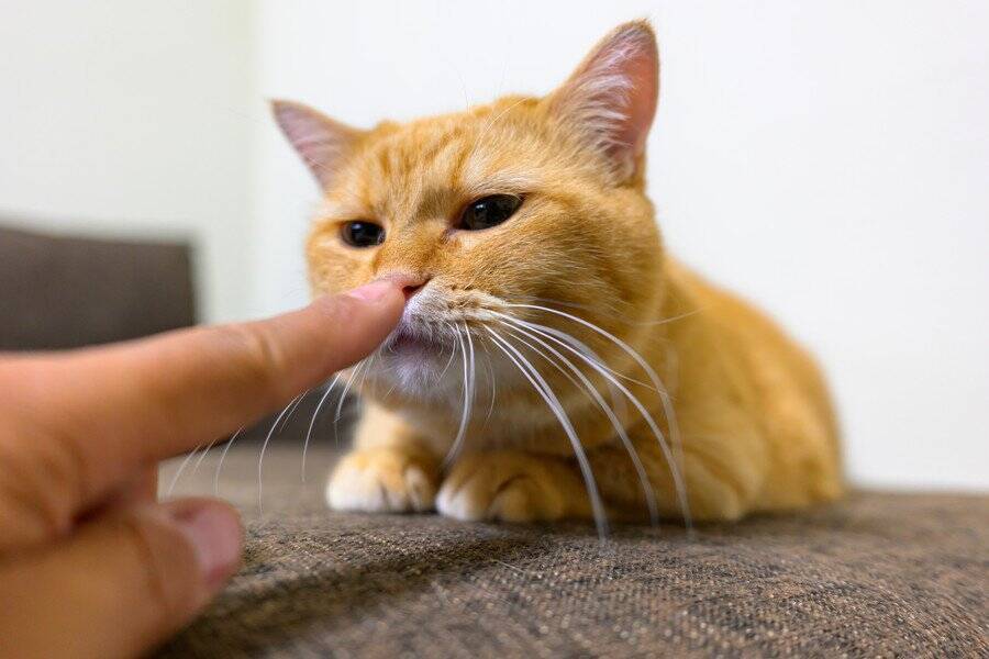 「スーツケースに詰まった愛猫の人生」　捨てられた猫と飼えない家族の「悲しみ」を物語る　カナダ