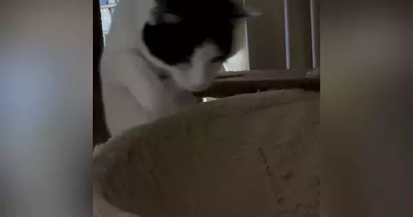 猫がハンモックに飛び乗ろうと『勢いよくジャンプ』→次の瞬間……「大変なことになったねｗ」「応援しちゃったｗ」笑える光景に反響