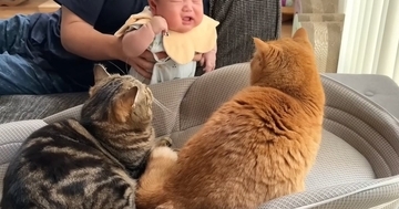 赤ちゃん用のベッドを使うようになった猫→弟猫も使い始めて……笑ってしまう展開に「好かれすぎでしょｗ」「もう一つ買うしかないｗ」の声
