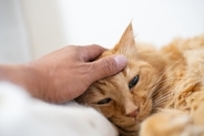猫の命を奪っている『年代別の3大死因』とは？　年齢によって異なるリスクや予防法も解説