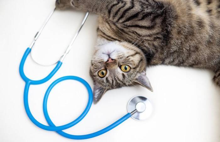 猫の命を奪っている『年代別の3大死因』とは？　年齢によって異なるリスクや予防法も解説