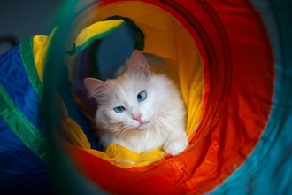 猫が『トンネル』の中に入りたがる理由5選　夢中で遊ぶのはなぜ？安全に使うための注意点まで