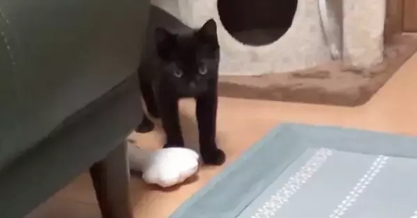 生後3か月の子猫→飼い主が『おもちゃ』を投げると…『賢すぎる行動』に「本当に天才」「主が喜ぶのわかっててやってそう」と反響