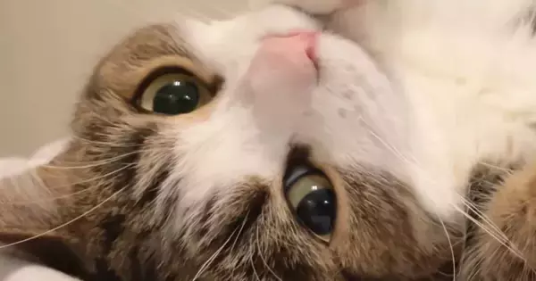 仰向けになってくつろぐ猫→カメラ目線になった次の瞬間…『キュンとくる光景』に6万いいね「アイドルやないかい！」「最幸なファンサ」