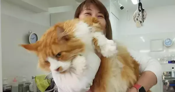 『10キロオーバーの大きな猫』をプロがシャンプー…驚きのサイズ感に「馬じゃんと呟いてしまった」「タオルが足りてないｗ」と43万再生