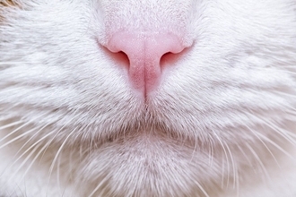 猫に『鼻くそ』ができてしまう3つの原因　取っても大丈夫？適切な対処法や注意点も解説