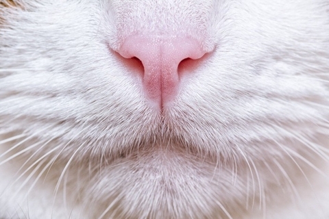猫に『鼻くそ』ができてしまう3つの原因　取っても大丈夫？適切な対処法や注意点も解説