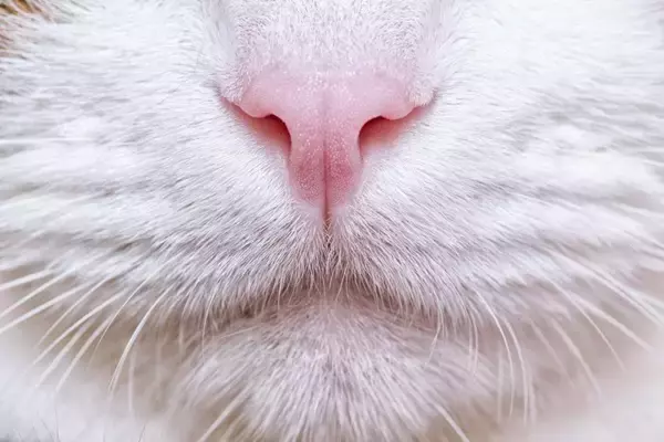 猫に『鼻くそ』ができてしまう3つの原因　取っても大丈夫？適切な対処法や注意点も解説