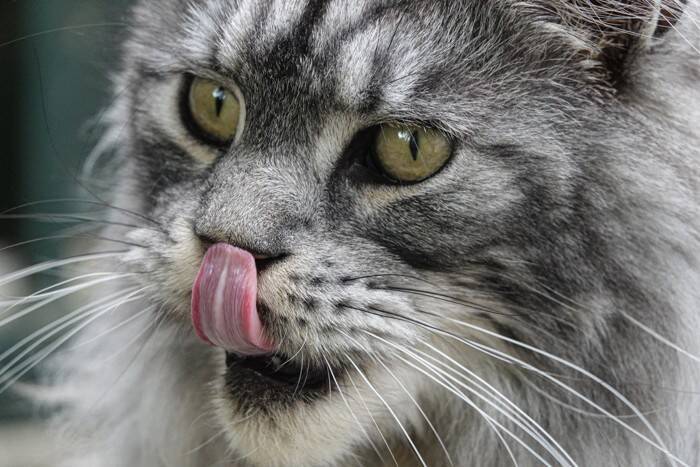 猫に『鼻くそ』ができてしまう3つの原因　取っても大丈夫？適切な対処法や注意点も解説
