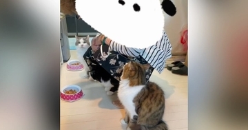 整列する3匹の猫→おばあちゃんが"名前を呼ぶ"と…まさかの順番に返事する光景が640万再生「ジブリに出てきそう」「凄すぎる」と絶賛