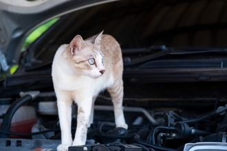 車に乗る前に欠かせない『猫バンバン』とは？猫たちの命を守るために確認すべきこと