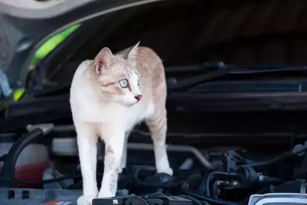車に乗る前に欠かせない『猫バンバン』とは？猫たちの命を守るために確認すべきこと