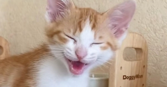 名前を呼ばれるたびに『全力で返事をする子猫』→突然反応しなくなったかと思ったら…最高の瞬間が40万再生「律儀で可愛すぎる」「謎の間ｗ」
