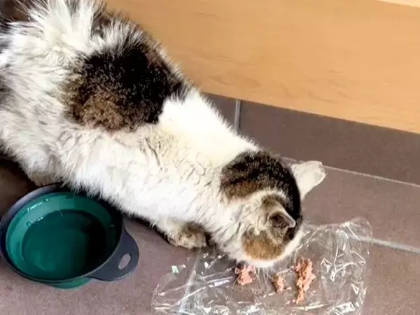 犬の散歩中、ボロボロの野良猫を発見→保護して『２年』が経過すると…涙が止まらない『軌跡』に「見捨てないでくれてありがとう」「泣けた」