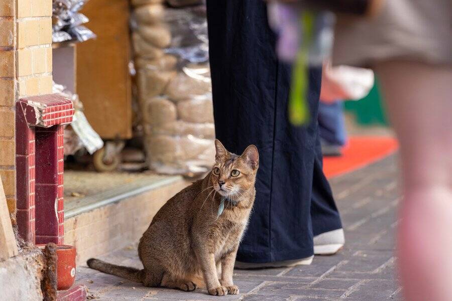 ニューヨーク名物「食料品店ボデガの猫」　合法化を求める動きが活発に　米国