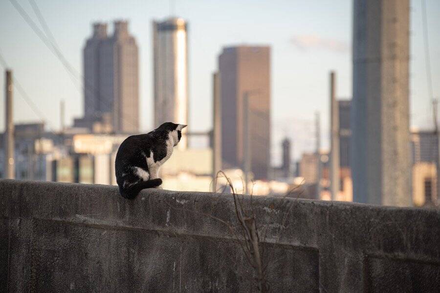 ニューヨーク名物「食料品店ボデガの猫」　合法化を求める動きが活発に　米国