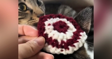 猫とお揃いの『ニット帽』を編んでみた結果…心温まる『素敵な光景』が31万再生「可愛くて天才」「幸せのおすそ分けをありがとう」