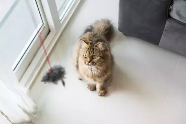 猫と一緒に『遊ぶときのルール』4つ　時間や回数の目安から上手な遊び方まで