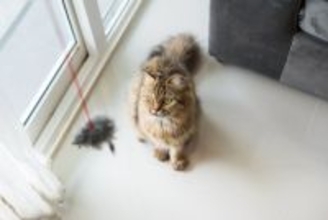 猫と一緒に『遊ぶときのルール』4つ　時間や回数の目安から上手な遊び方まで