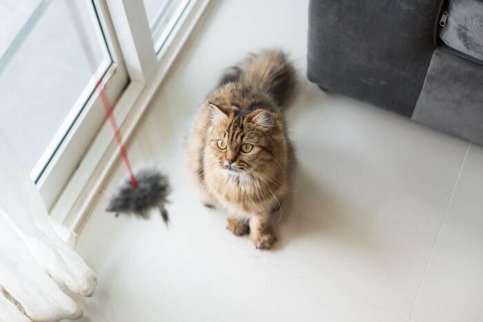 猫と一緒に『遊ぶときのルール』4つ　時間や回数の目安から上手な遊び方まで