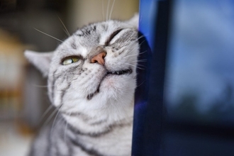猫がいつもより『激しくスリスリ』するときの理由5つ　入念にしたがるワケや上手な応え方まで