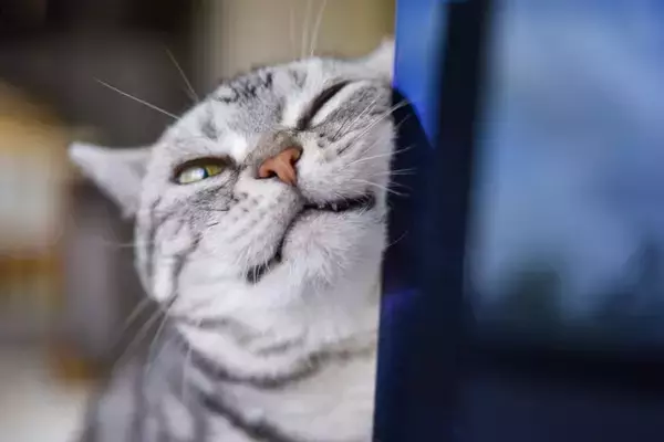 猫がいつもより『激しくスリスリ』するときの理由5つ　入念にしたがるワケや上手な応え方まで