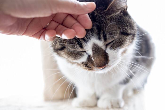 猫がいつもより『激しくスリスリ』するときの理由5つ　入念にしたがるワケや上手な応え方まで