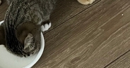 一緒にごはんを食べていた２匹の猫→体が重なっていて……思わず二度見する光景に２万いいね「食べづらそうｗ」「クロス飯」と反響