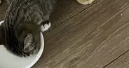 一緒にごはんを食べていた２匹の猫→体が重なっていて……思わず二度見する光景に２万いいね「食べづらそうｗ」「クロス飯」と反響