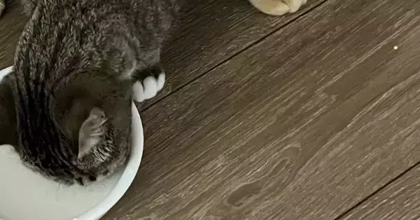 一緒にごはんを食べていた２匹の猫→体が重なっていて……思わず二度見する光景に２万いいね「食べづらそうｗ」「クロス飯」と反響